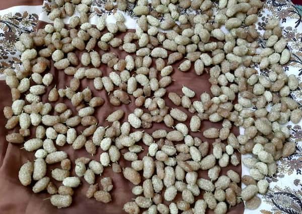 تصویر 1 از فروش توت خشک طب سنتی + قیمت خرید به صرفه